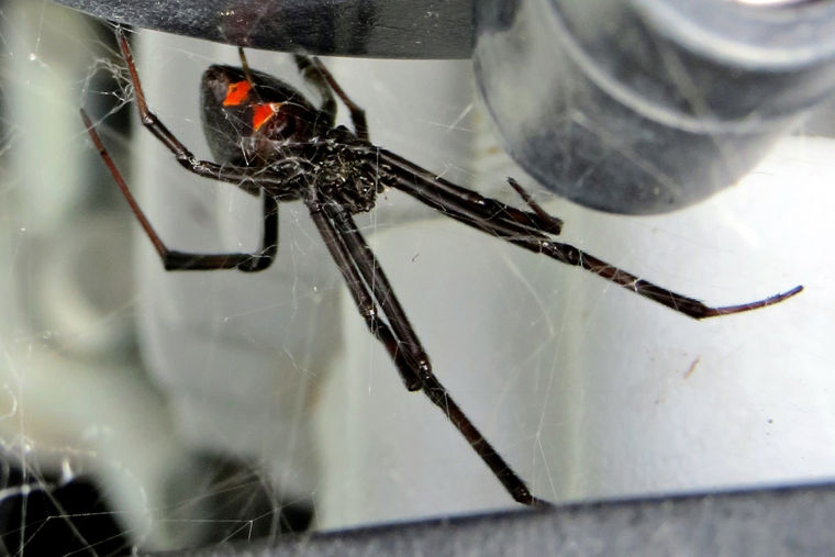 Black Widow